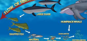 Poker Shark