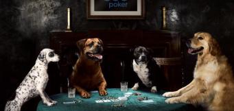 caes a jogar poker